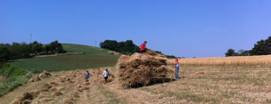 campo di grano Langut mezzo raccolto