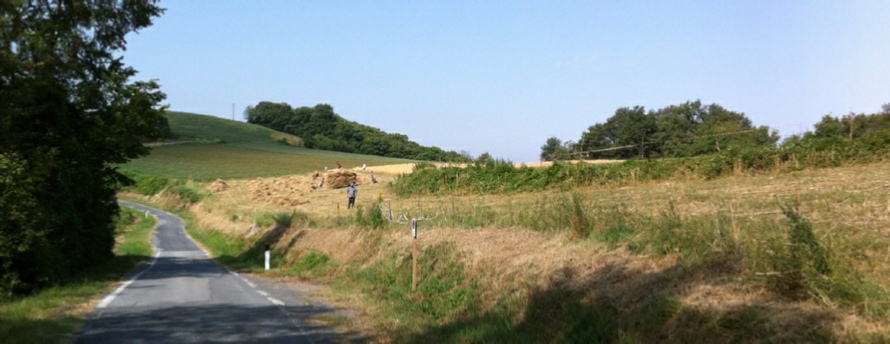 panoramica grano Langut - Alta Langa